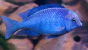 Blue dolphin: ryby, ktoré si vyžadujú osobitnú starostlivosť